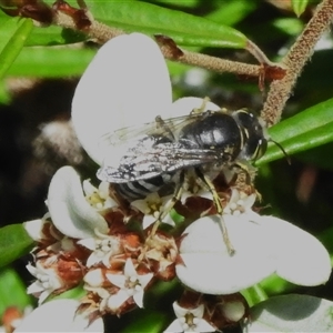 Bembix sp. (genus) at Acton, ACT - 7 Dec 2024