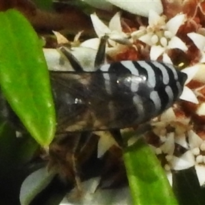 Bembix sp. (genus) at Acton, ACT - 7 Dec 2024