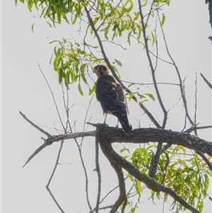 Falco berigora (Brown Falcon) at Orangeville, NSW by belleandjason