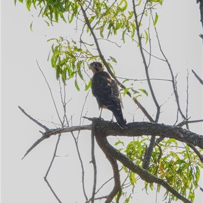 Falco berigora (Brown Falcon) at Orangeville, NSW - 6 Dec 2024 by belleandjason