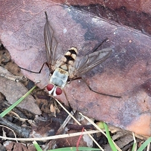 Unidentified True fly (Diptera) at Bungendore, NSW by clarehoneydove