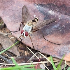 Prosena sp. (genus) at Bungendore, NSW - suppressed