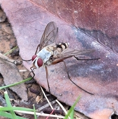 Prosena sp. (genus) at Bungendore, NSW - suppressed