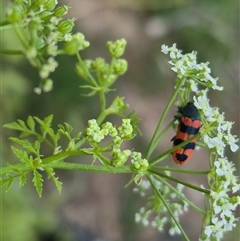 Castiarina crenata (Jewel beetle) at Bungendore, NSW - 7 Dec 2024 by clarehoneydove