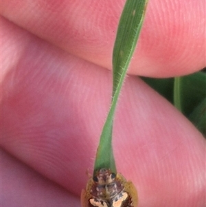 Paropsisterna laesa species complex at Bungendore, NSW - suppressed