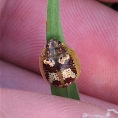 Paropsisterna laesa species complex at Bungendore, NSW - suppressed