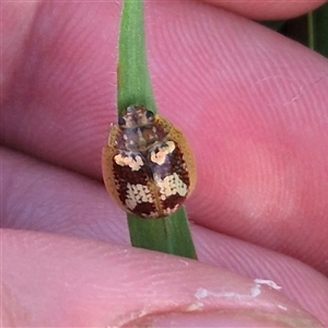 Paropsisterna laesa species complex at Bungendore, NSW - suppressed