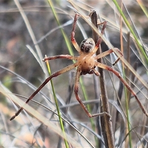 Neosparassus sp. (genus) at Bungendore, NSW - 7 Dec 2024