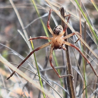 Neosparassus sp. (genus) (Unidentified Badge huntsman) at Bungendore, NSW - 7 Dec 2024 by clarehoneydove