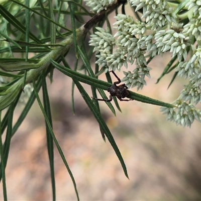 Sidymella sp. (genus) at Bungendore, NSW - 7 Dec 2024 by clarehoneydove