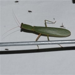 Mantodea (order) at Freshwater Creek, VIC - 15 Apr 2020 by WendyEM