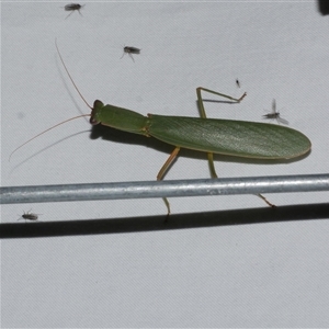 Mantodea (order) at Freshwater Creek, VIC by WendyEM