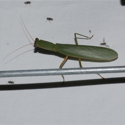 Orthodera ministralis (Green Mantid) at Freshwater Creek, VIC - 15 Apr 2020 by WendyEM