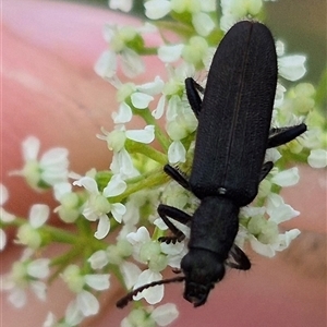 Eleale simplex (Clerid beetle) at Bungendore, NSW by clarehoneydove