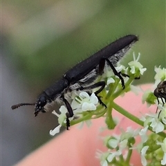 Eleale simplex at Bungendore, NSW - suppressed