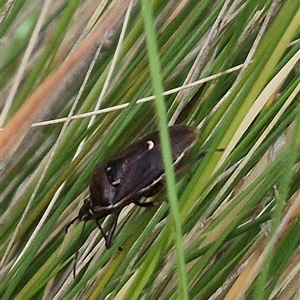 Cermatulus nasalis at Bungendore, NSW - 7 Dec 2024