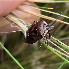 Cermatulus nasalis at Bungendore, NSW - 7 Dec 2024