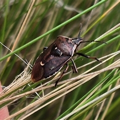 Cermatulus nasalis at Bungendore, NSW - 7 Dec 2024