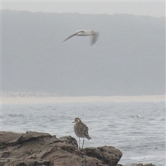 Pluvialis fulva (Pacific Golden Plover) at Mystery Bay, NSW - 6 Dec 2024 by HelenCross