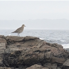 Pluvialis fulva at Mystery Bay, NSW - 7 Dec 2024 07:41 AM