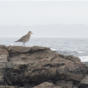 Pluvialis fulva at Mystery Bay, NSW - 7 Dec 2024 07:41 AM