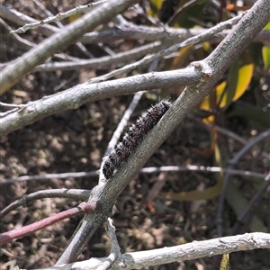 Delias harpalyce at Carwoola, NSW - 18 Jul 2024