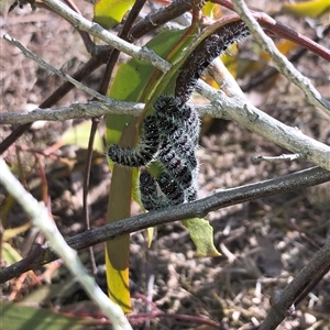 Delias harpalyce at Carwoola, NSW - 18 Jul 2024