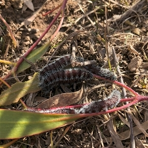 Delias harpalyce at Carwoola, NSW - 18 Jul 2024