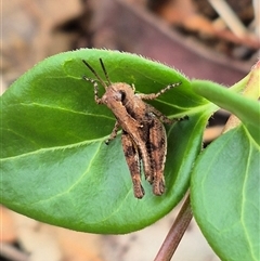 Unidentified Grasshopper (several families) at Bungendore, NSW - 6 Dec 2024 by clarehoneydove