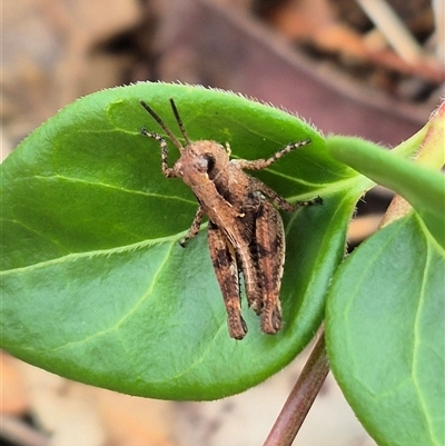 Unidentified Grasshopper (several families) at Bungendore, NSW - 6 Dec 2024 by clarehoneydove