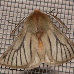 Pterolocera amplicornis (An Anthelid moth) at Freshwater Creek, VIC - 16 Apr 2020 by WendyEM