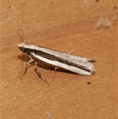 Macrenches clerica (Gelechiidae) at Freshwater Creek, VIC - 16 Apr 2020 by WendyEM