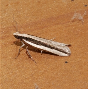 Macrenches clerica (Gelechiidae) at Freshwater Creek, VIC by WendyEM