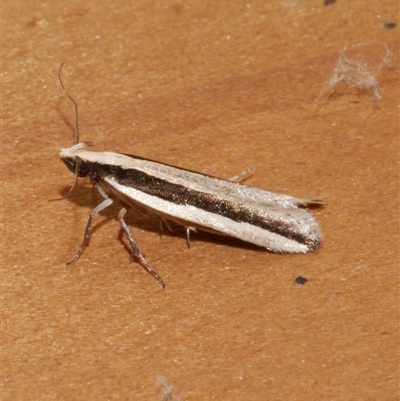 Macrenches clerica (Gelechiidae) at Freshwater Creek, VIC - 16 Apr 2020 by WendyEM