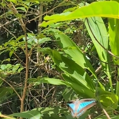 Graphium choredon (Blue Triangle) at Noosa Heads, QLD - 7 Dec 2024 by mroseby