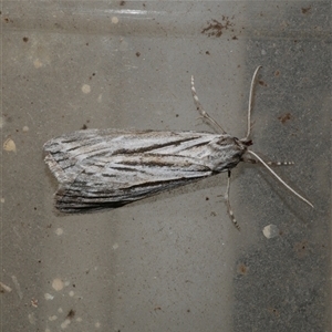 Ciampa arietaria (Brown Pasture Looper Moth) at Freshwater Creek, VIC by WendyEM