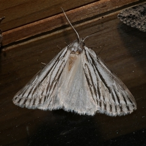 Ciampa arietaria at Freshwater Creek, VIC - 16 Apr 2020