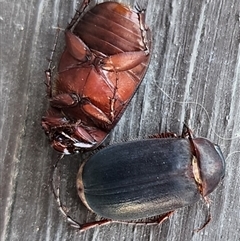 Unidentified Cockroach (Blattodea, several families) at Gundaroo, NSW - 4 Dec 2024 by Gunyijan