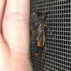 Yoyetta robertsonae (Clicking Ambertail) at Lyneham, ACT - 7 Dec 2024 by quispiam