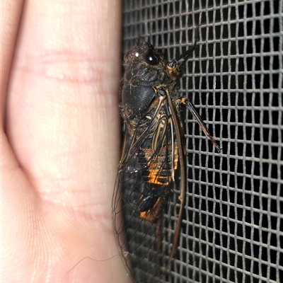 Yoyetta robertsonae (Clicking Ambertail) at Lyneham, ACT - 7 Dec 2024 by quispiam