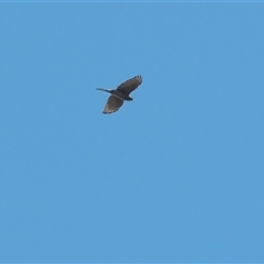 Tachyspiza fasciata (Brown Goshawk) at Acton, ACT - 31 Mar 2021 by Untidy