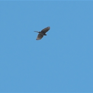 Tachyspiza fasciata (Brown Goshawk) at Acton, ACT by Untidy