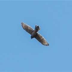 Tachyspiza fasciata at Acton, ACT - 31 Mar 2021