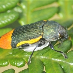 Castiarina kerremansi (A jewel beetle) at Uriarra Village, ACT - 6 Dec 2024 by Harrisi