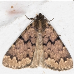 Mormoscopa phricozona (An Erebid Moth (Herminiinae) at Melba, ACT - 4 Dec 2024 by kasiaaus