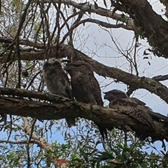 Podargus strigoides (Tawny Frogmouth) at Tyndale, NSW - 7 Dec 2024 by Topwood