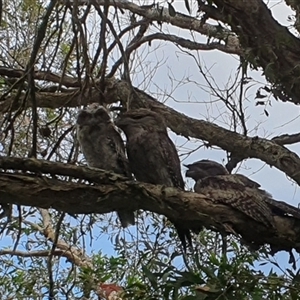 Podargus strigoides (Tawny Frogmouth) at Tyndale, NSW by Topwood