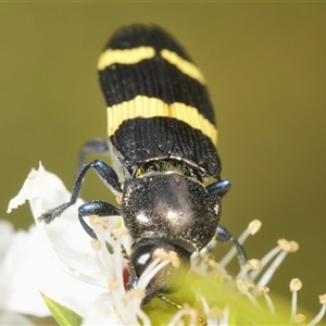 Castiarina bifasciata at Uriarra Village, ACT - 6 Dec 2024