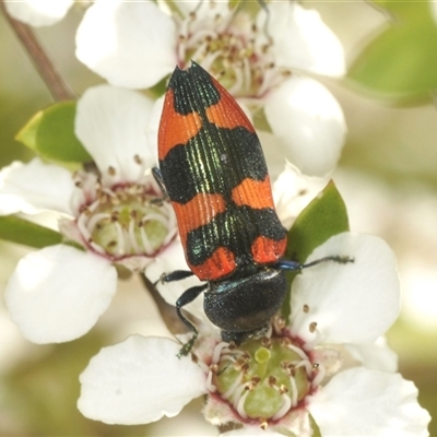 Castiarina kershawi (A jewel beetle) at Uriarra Village, ACT - 6 Dec 2024 by Harrisi