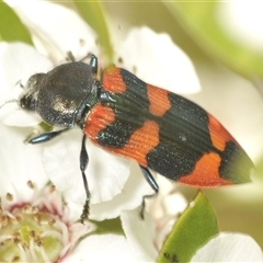 Castiarina kershawi at Uriarra Village, ACT - 6 Dec 2024 08:16 AM